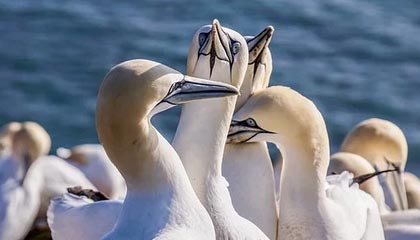 皇马顺利晋级八强，尤文止步16强，皇马尤文交战记录