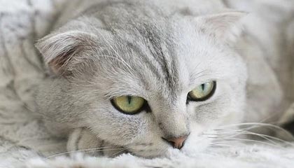 皇马顺利晋级八强，尤文止步16强，皇马尤文交战记录