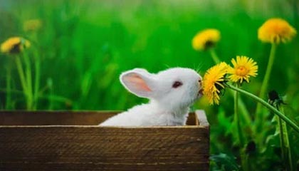 高强度快节奏比赛中谁的表现最稳定，快节奏进攻